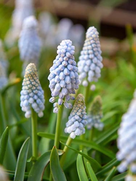 Muscari Babys Breath